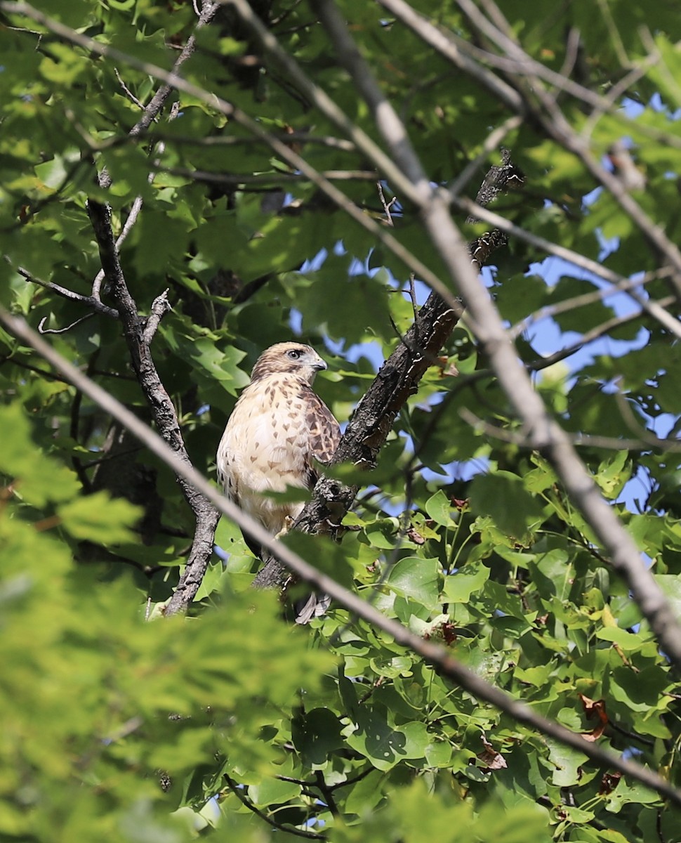 Broad-winged Hawk - ML169533901