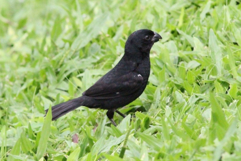 Variable Seedeater - Reid Hardin