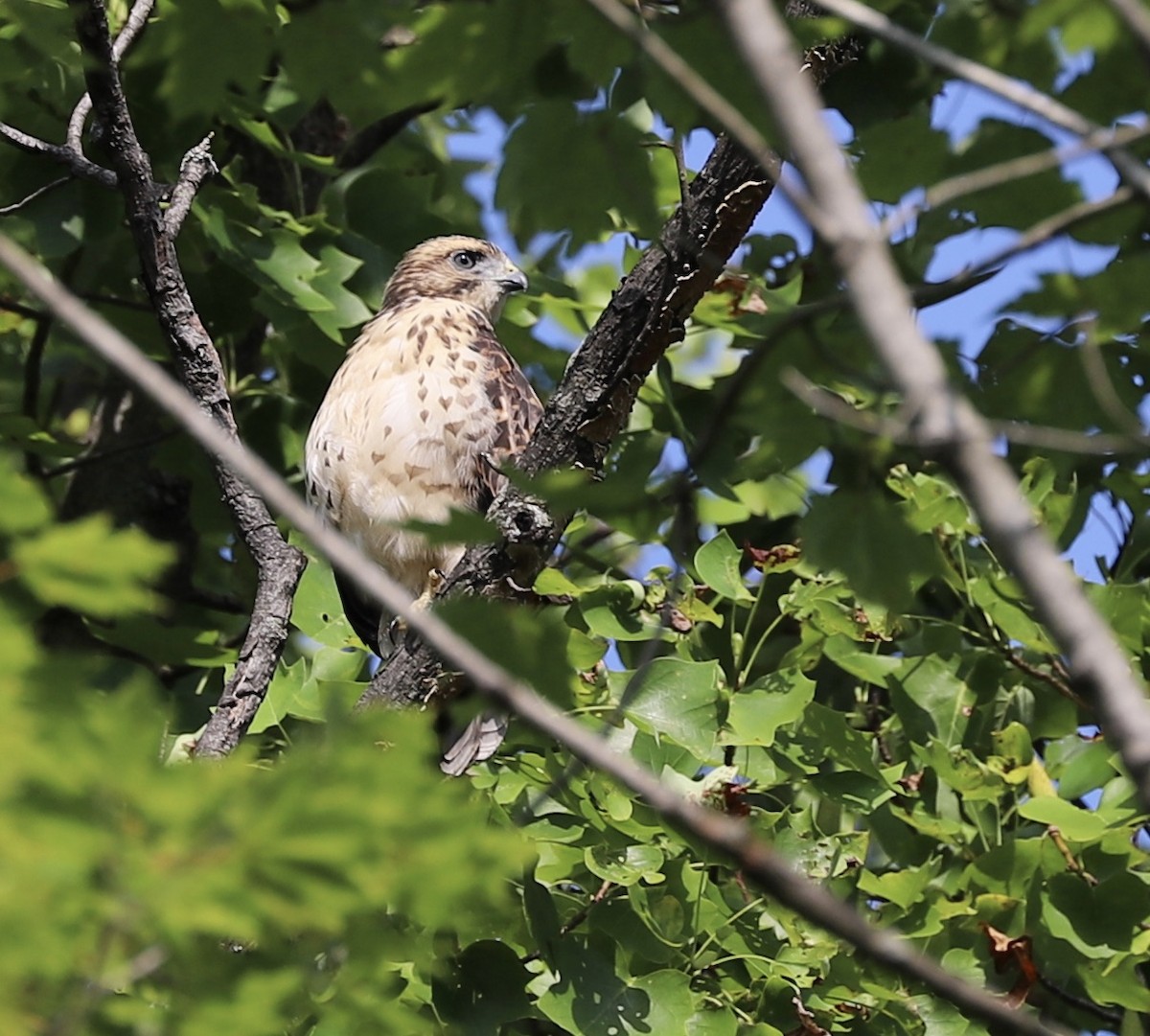 Broad-winged Hawk - Lenore Charnigo