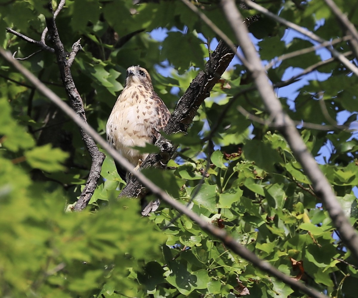 Broad-winged Hawk - ML169534041