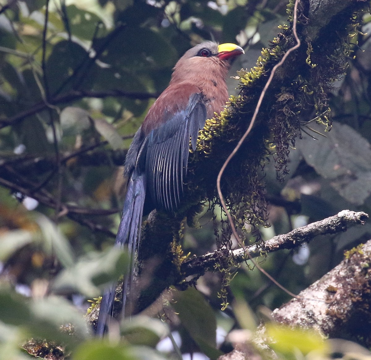 Yellow-billed Malkoha - ML169534061