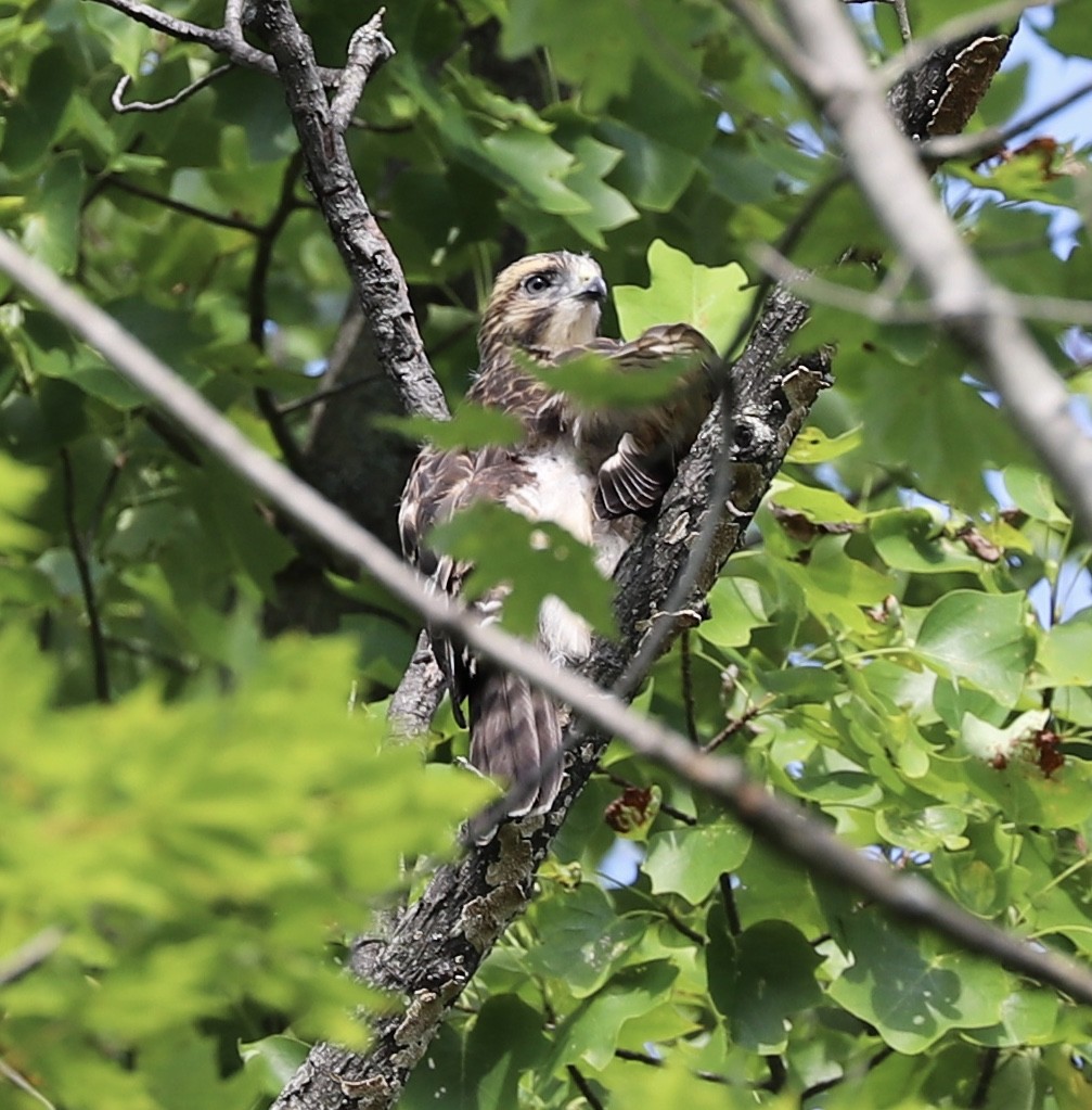 Broad-winged Hawk - ML169534111