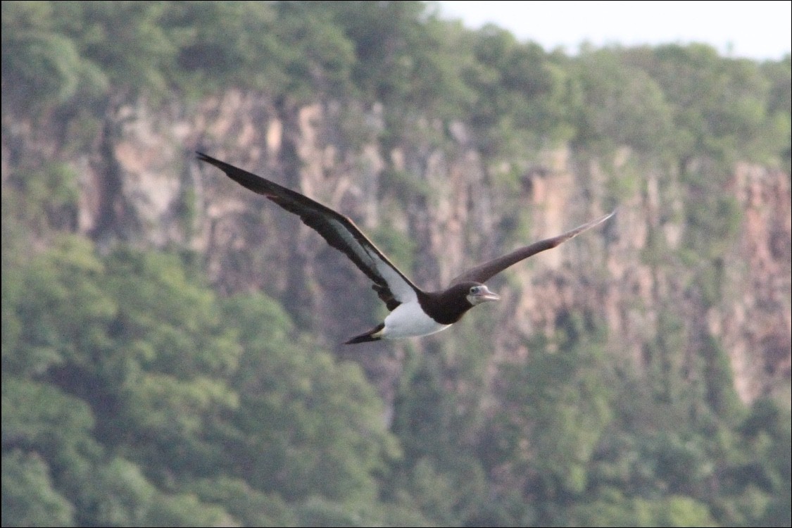 Brown Booby - Reid Hardin