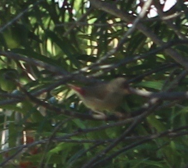 Red-billed Firefinch - ML169535281