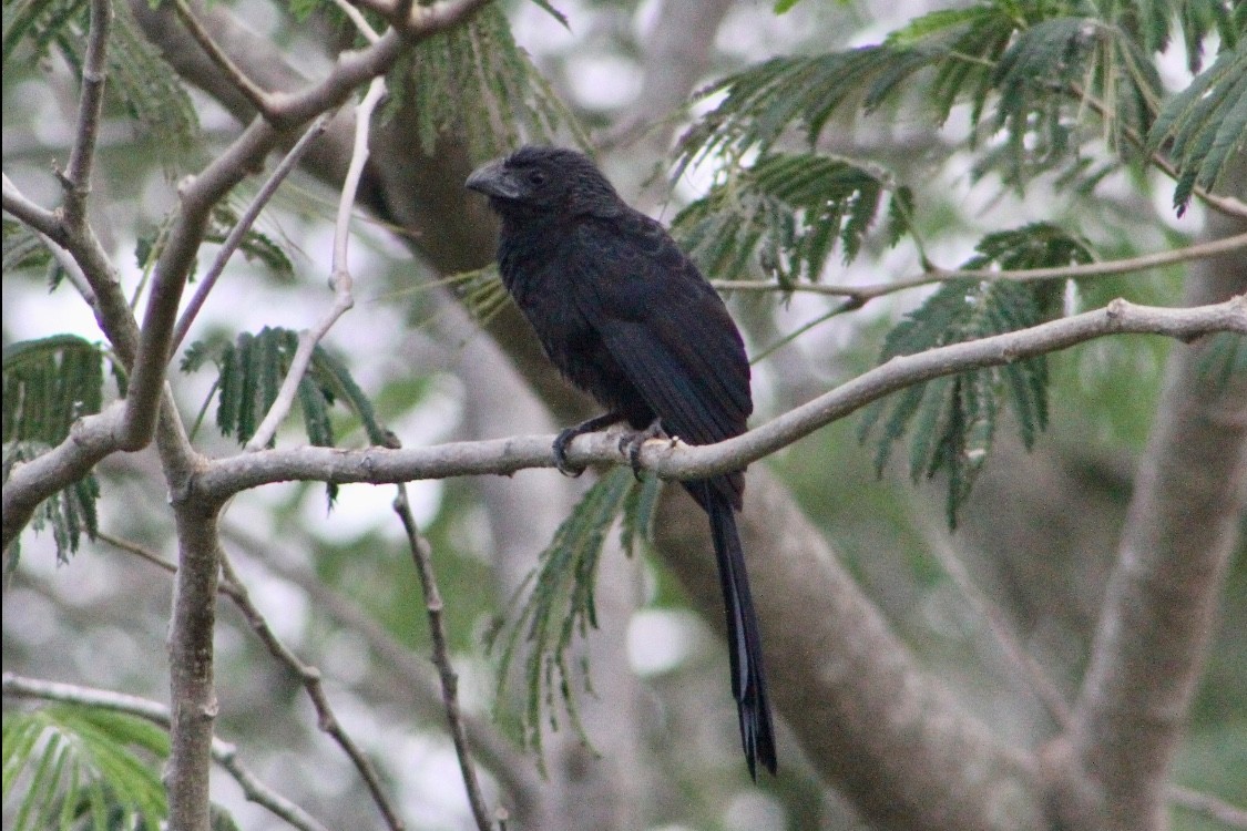 Groove-billed Ani - Reid Hardin