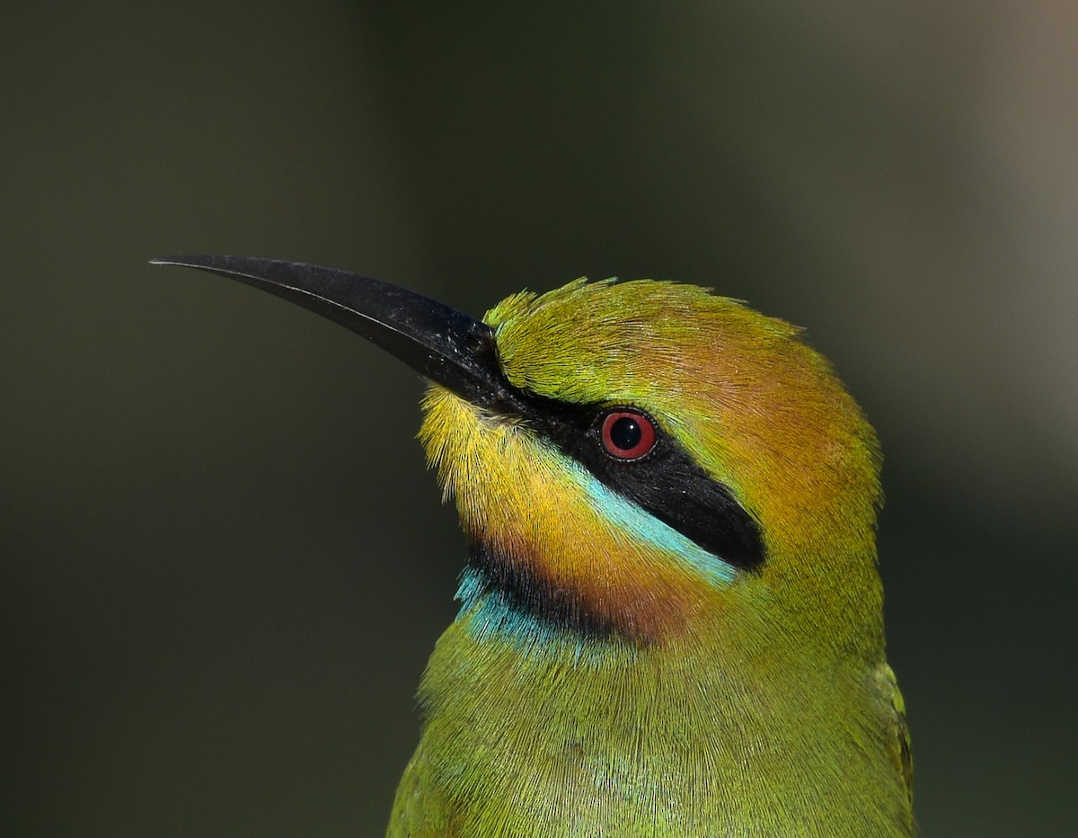 Rainbow Bee-eater - ML169536771