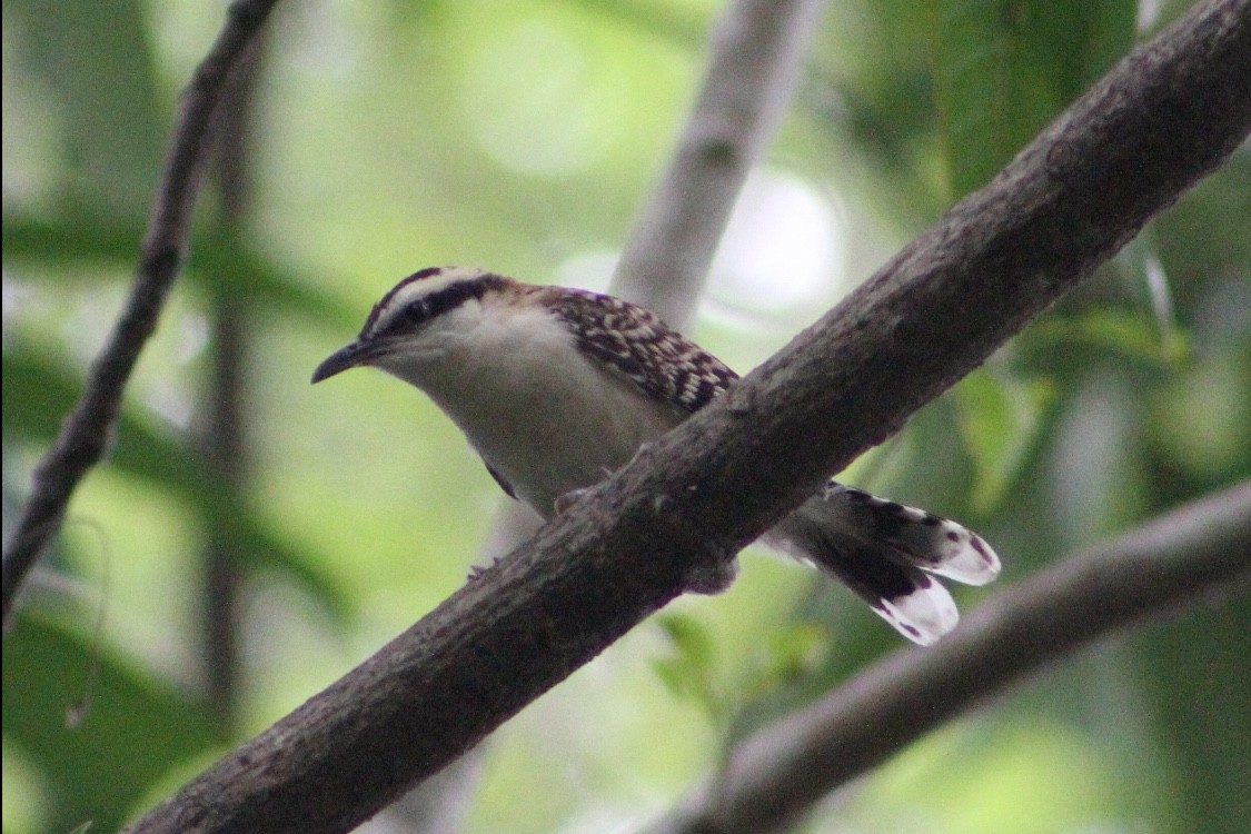 Rufous-naped Wren - Reid Hardin