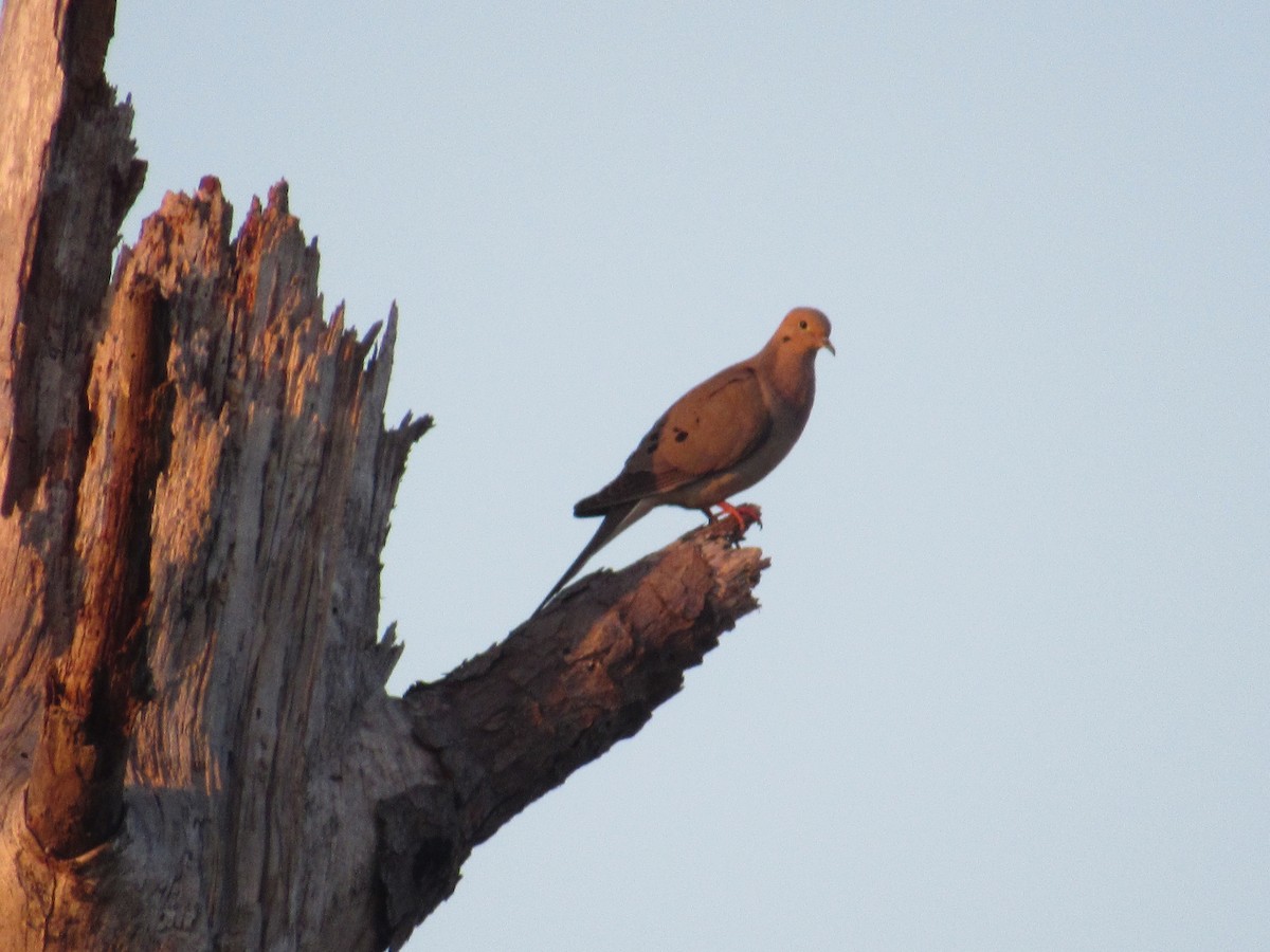 Mourning Dove - ML169537121