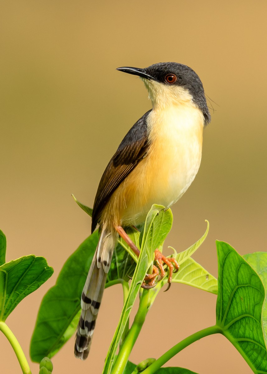 Ashy Prinia - ML169537171