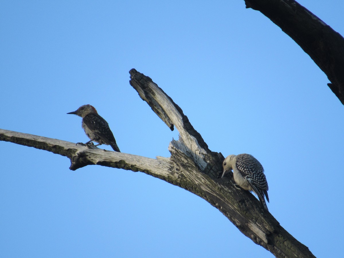 Red-bellied Woodpecker - ML169537671