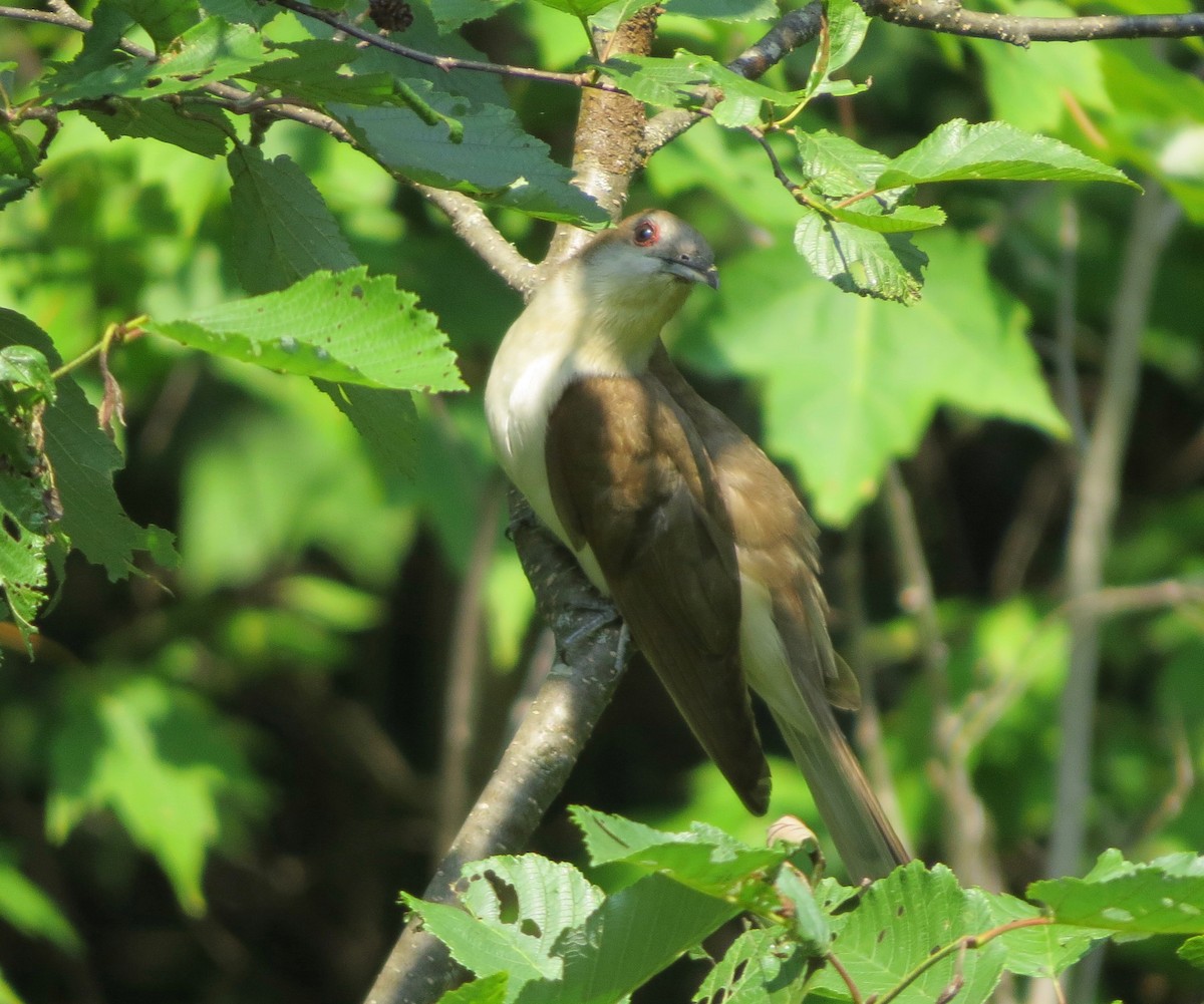 Black-billed Cuckoo - ML169538301