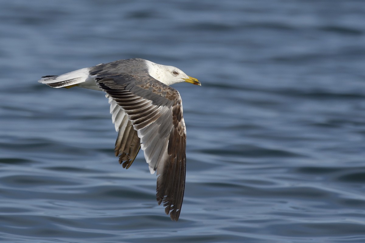 Lesser Black-backed Gull - Daniel Irons