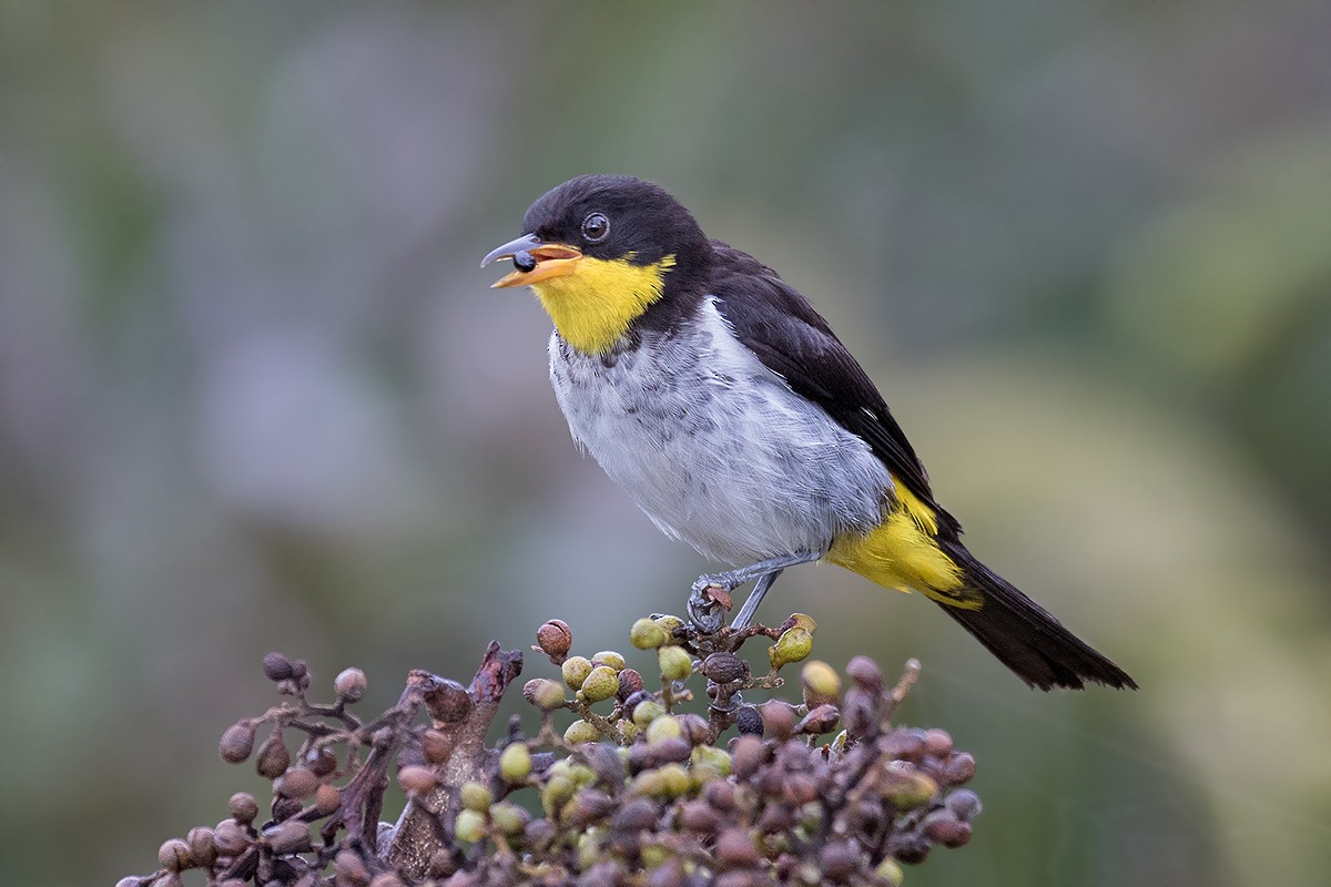 Yellow-backed Tanager - Alexandre Gualhanone