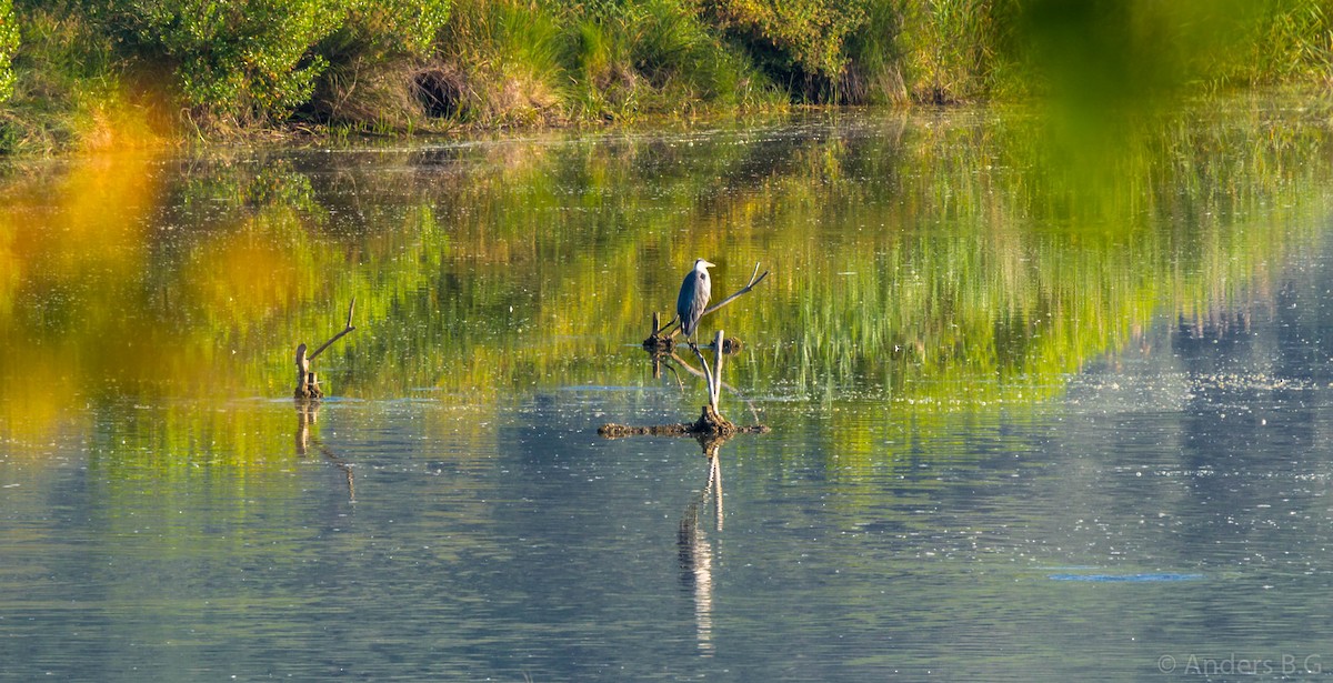 Gray Heron - ML169543741