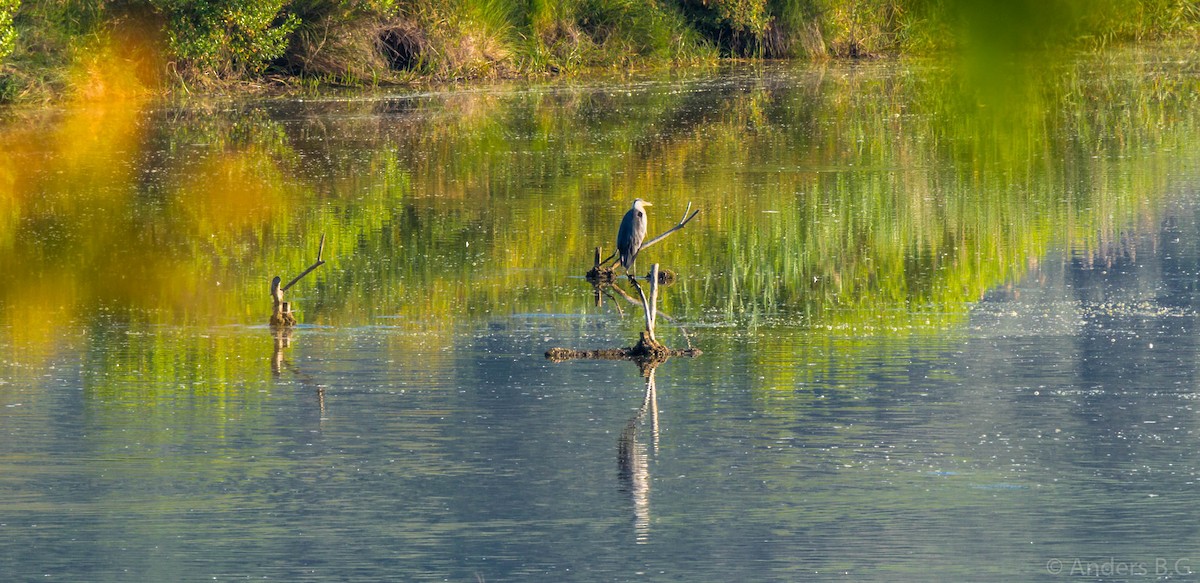 Gray Heron - ML169543751