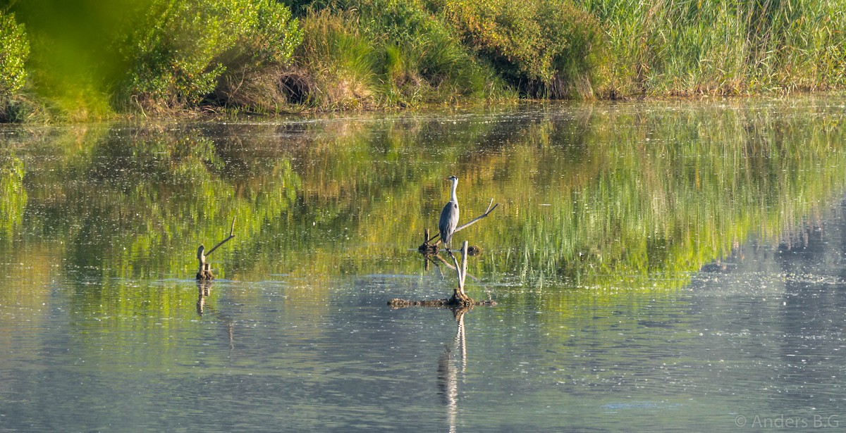 Gray Heron - ML169543761