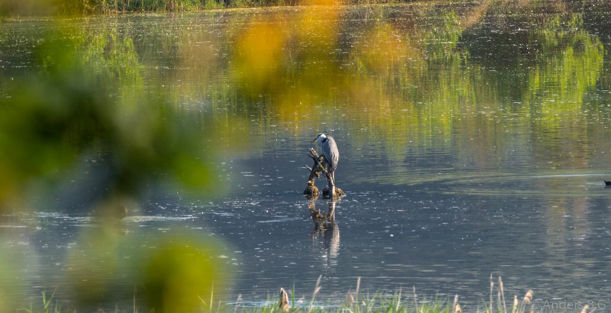 Gray Heron - ML169543771