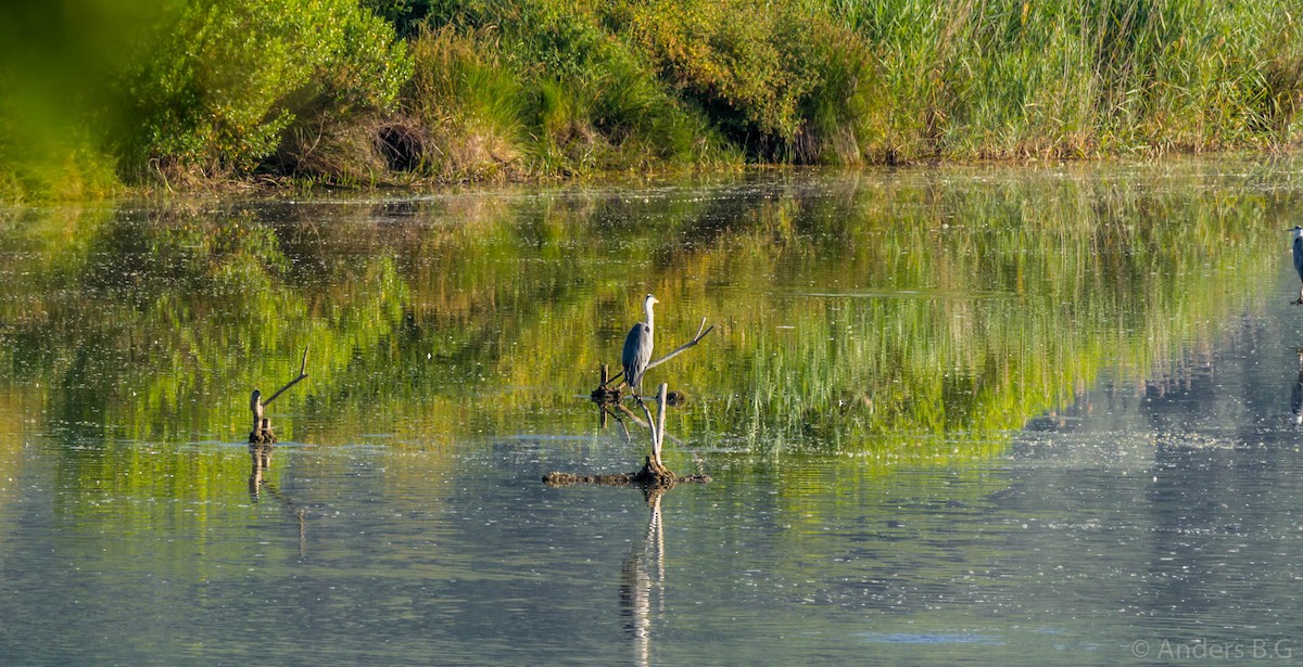 Gray Heron - ML169543781