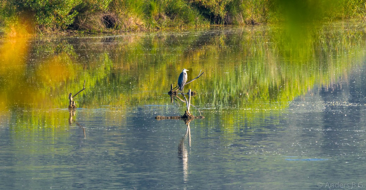 Gray Heron - ML169543801