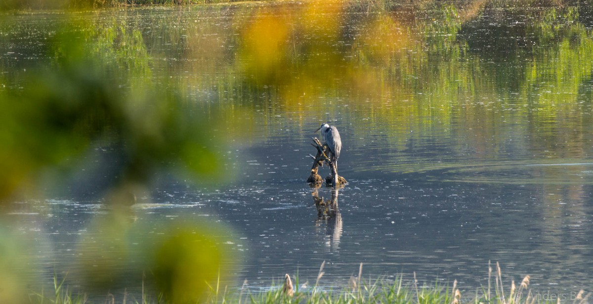 Gray Heron - ML169543811