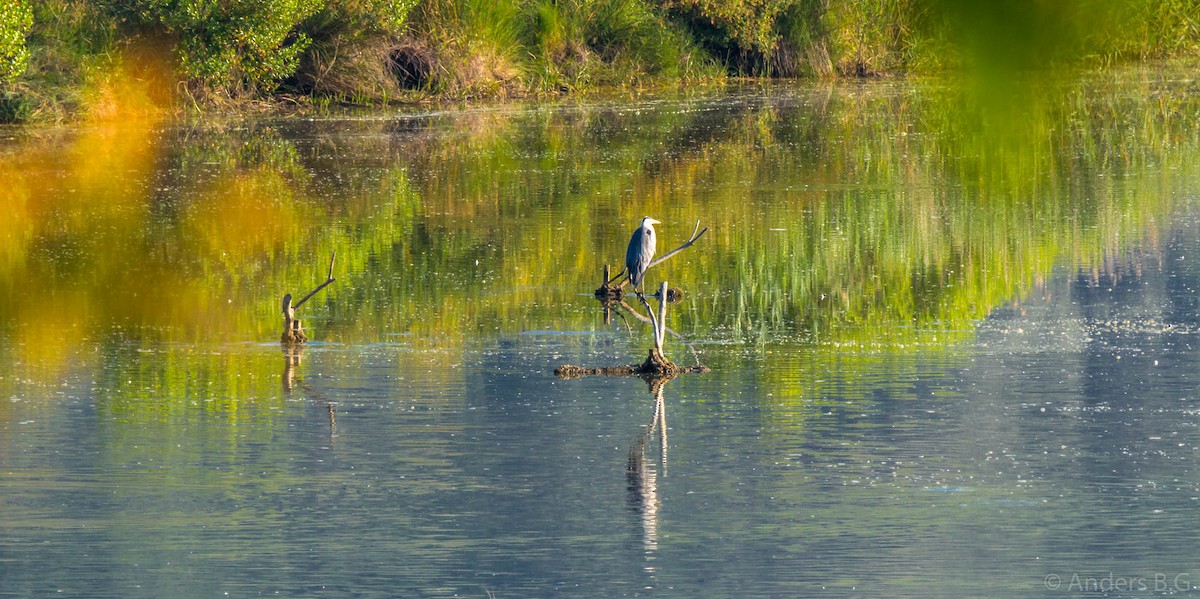 Gray Heron - ML169543821