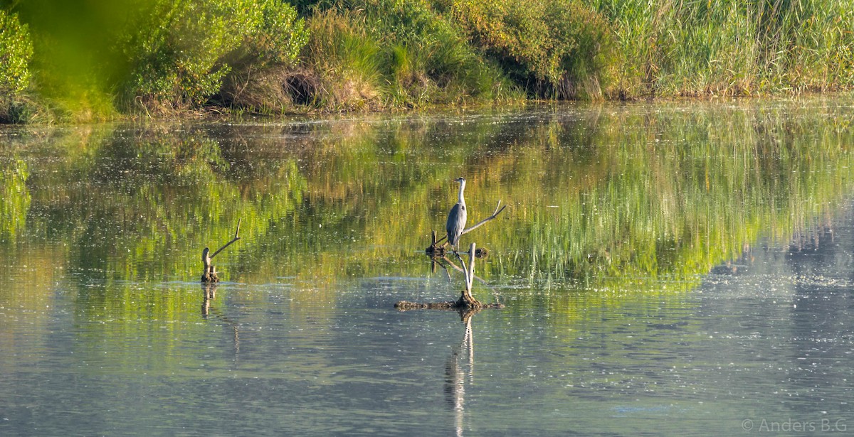 Gray Heron - ML169543831