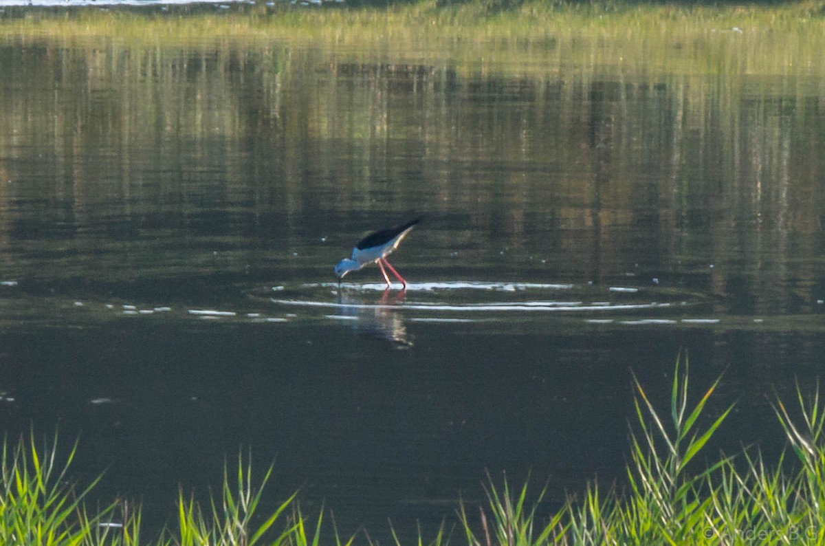 Black-winged Stilt - ML169544401