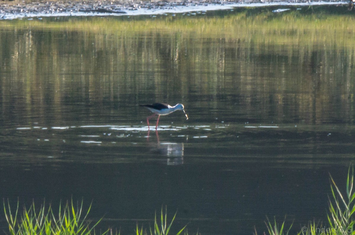 Black-winged Stilt - ML169544411