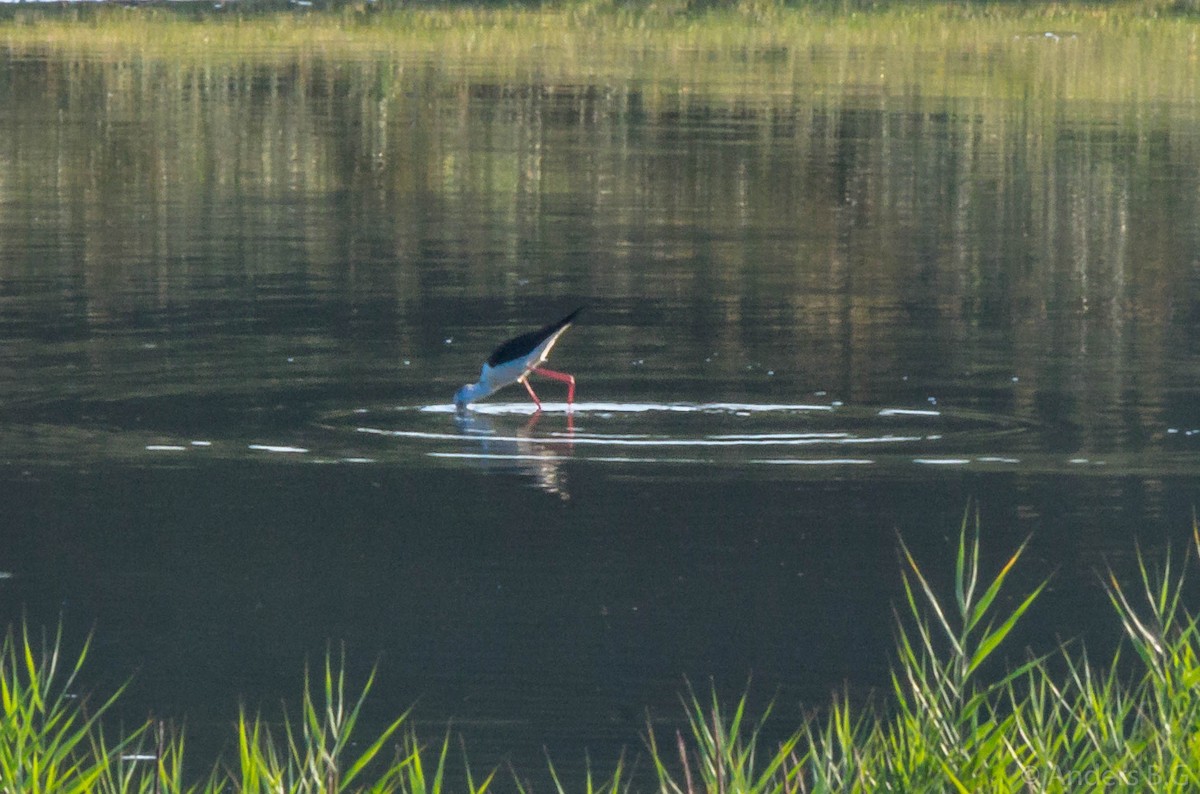 Black-winged Stilt - ML169544421