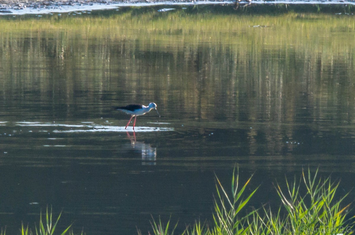 Black-winged Stilt - ML169544431