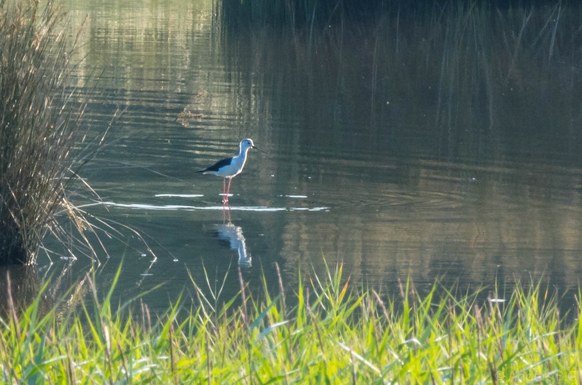 Black-winged Stilt - ML169544441