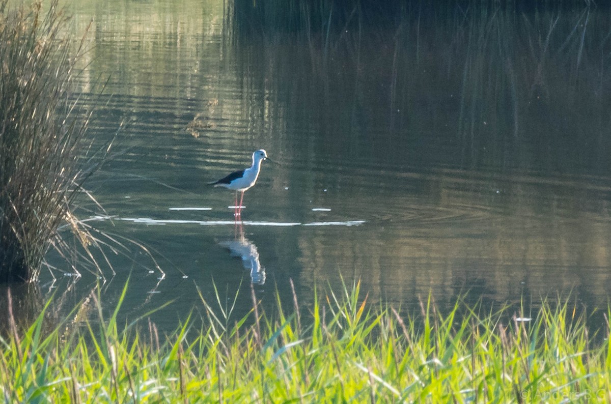 Black-winged Stilt - ML169544451