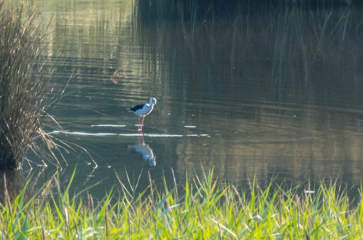 Black-winged Stilt - ML169544471