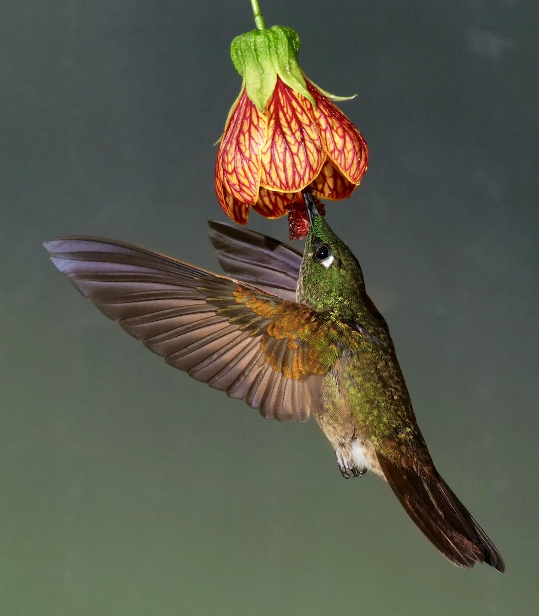 Buff-tailed Coronet - ML169544731