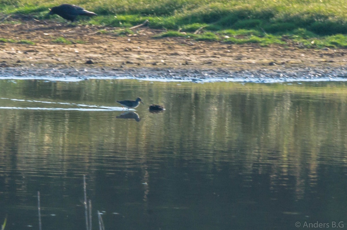 Common Redshank - ML169545601