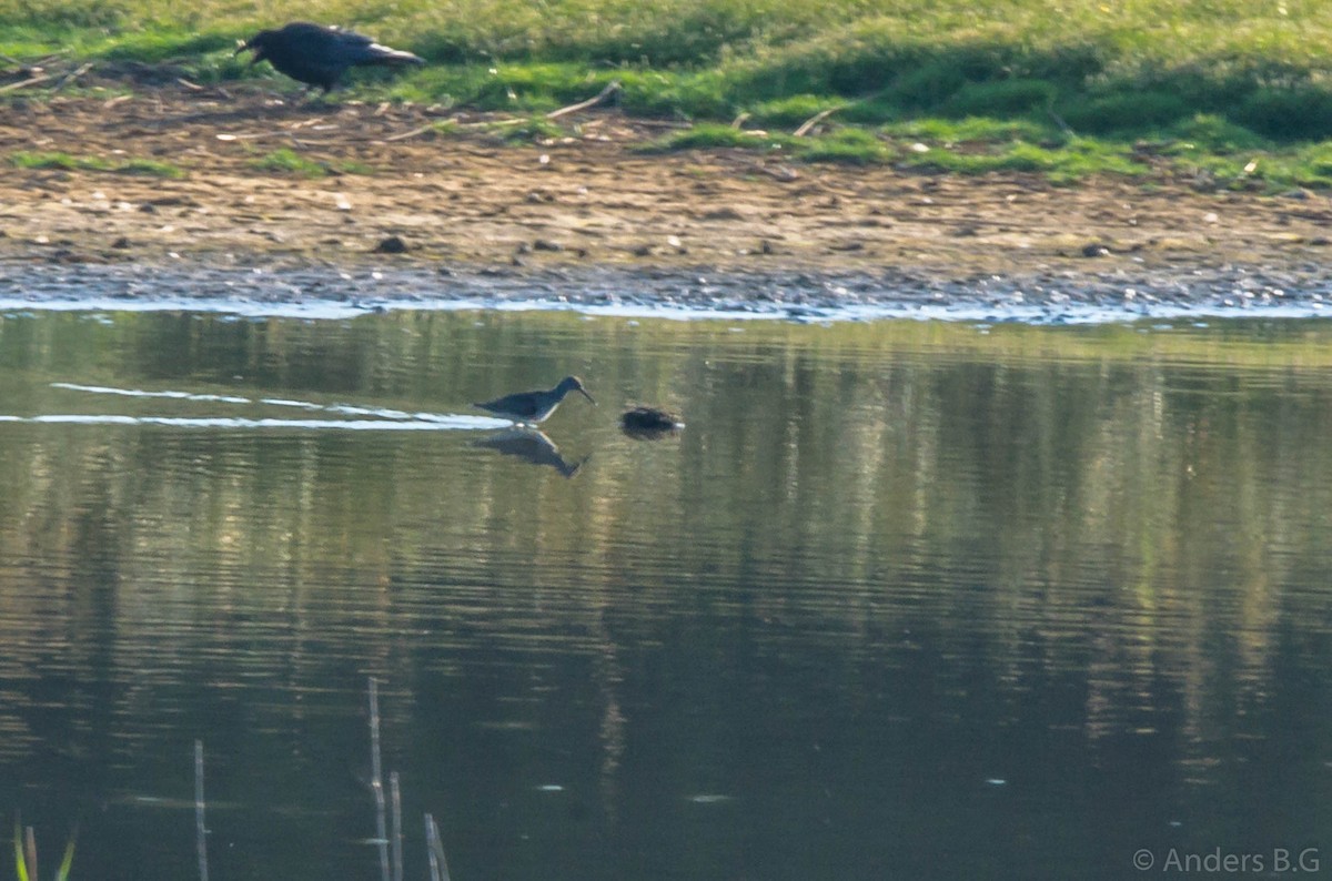 Common Redshank - ML169545611