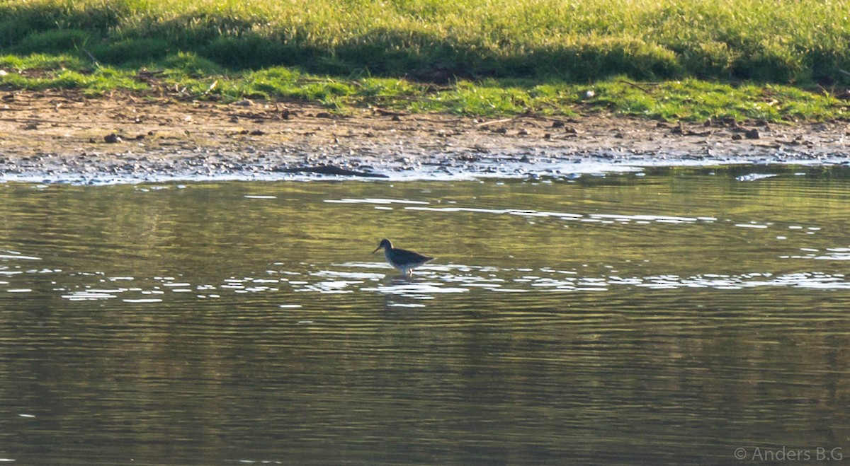 Common Redshank - ML169545621