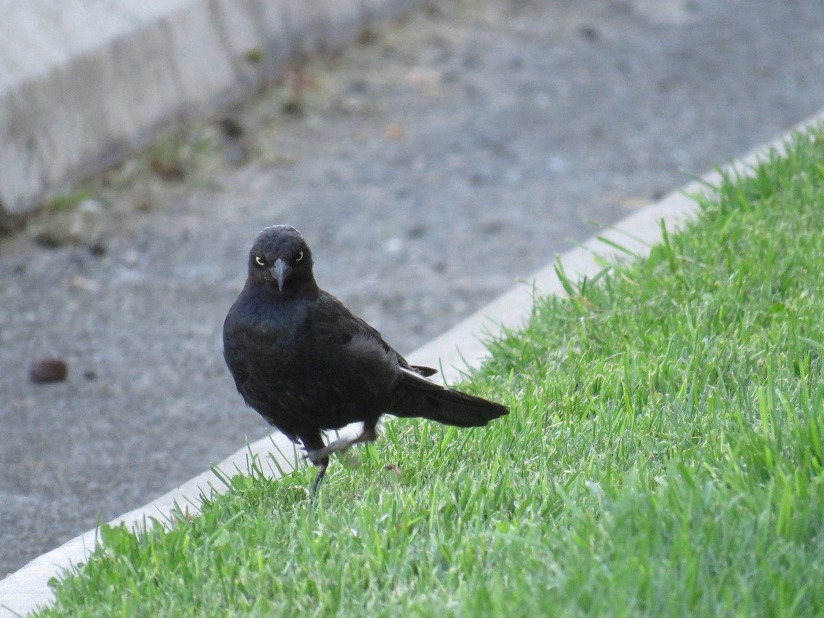 Brewer's Blackbird - ML169545771