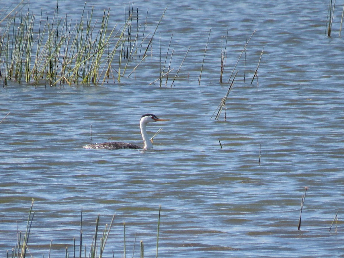 Clark's Grebe - ML169547321