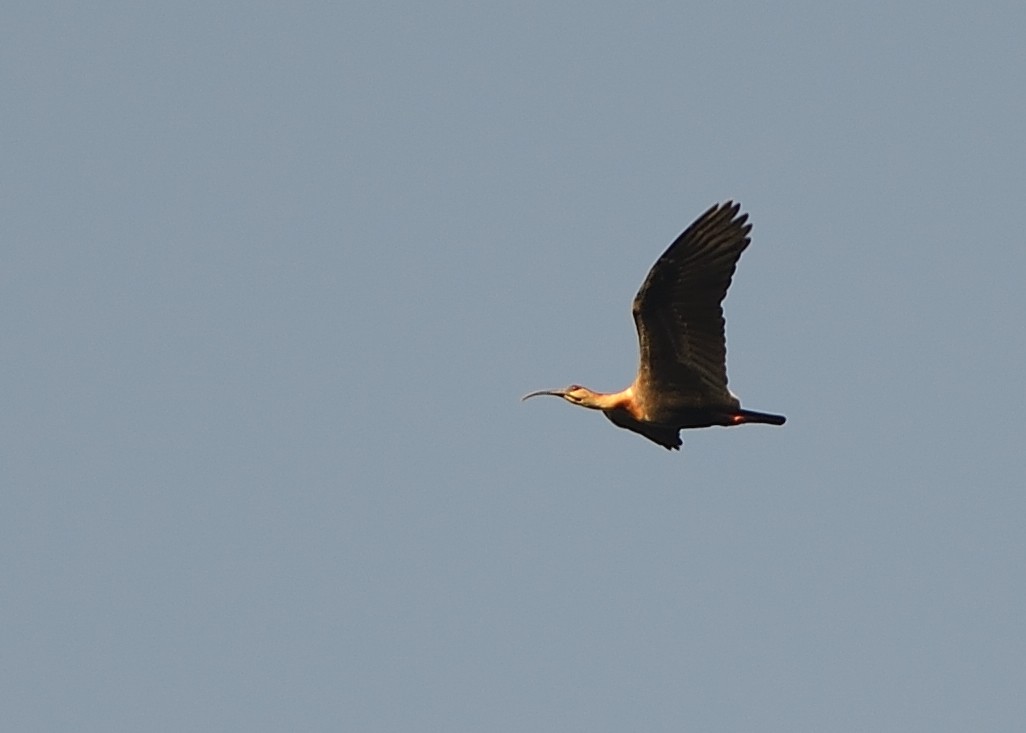 ibis bělokřídlý - ML169550541
