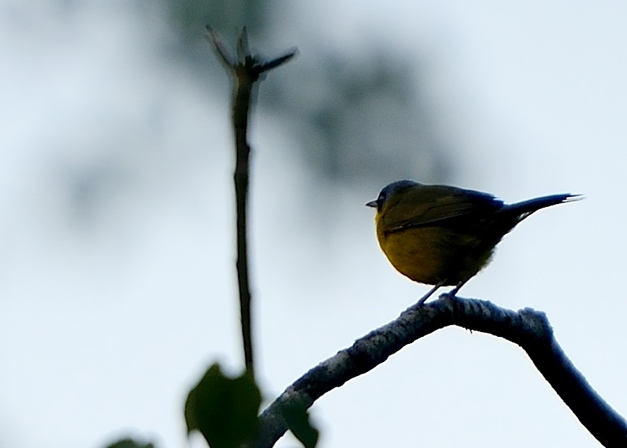 Paruline voilée - ML169550811