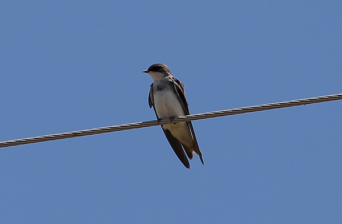 Tree Swallow - ML169553301