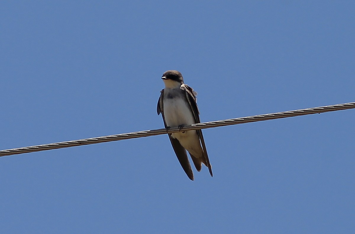 Tree Swallow - ML169553321