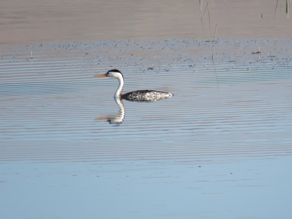 Clark's Grebe - Becky Laboy