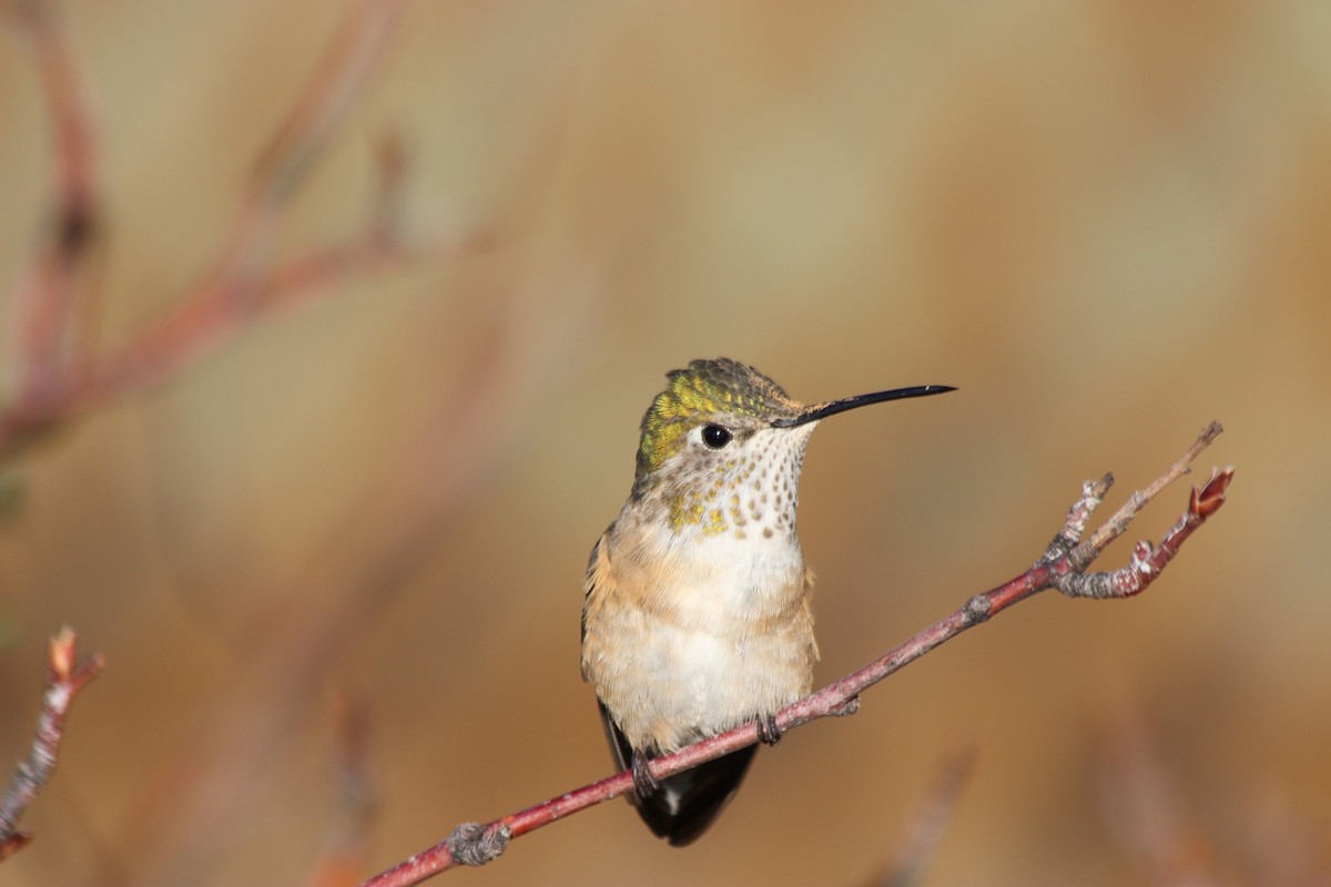 Broad-tailed Hummingbird - ML169560621