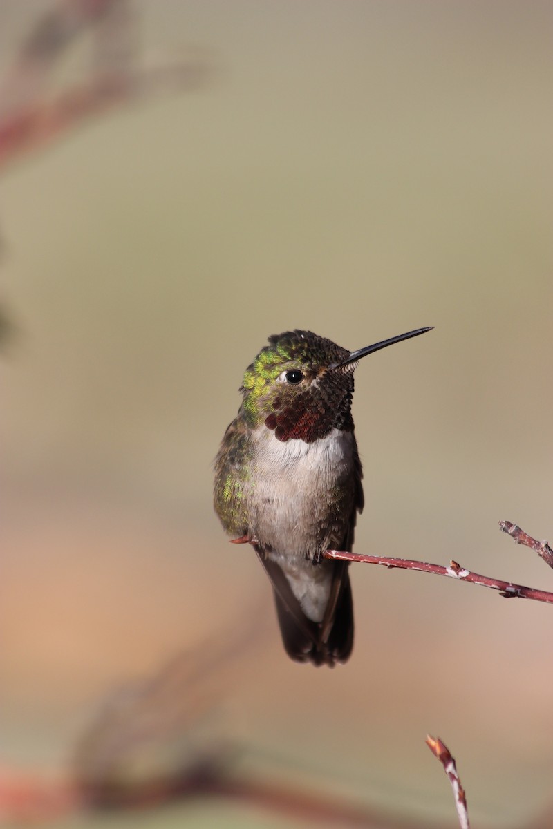 Broad-tailed Hummingbird - Donald Jones