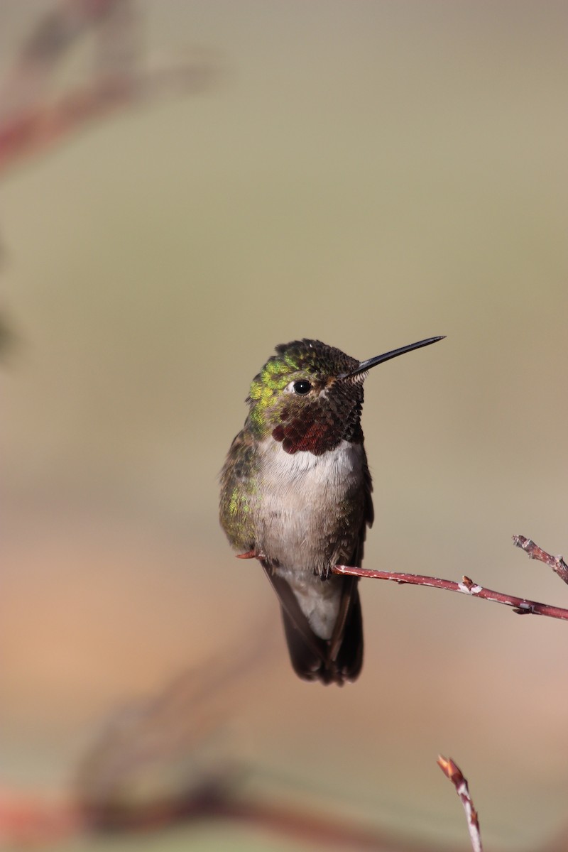 Broad-tailed Hummingbird - ML169561041
