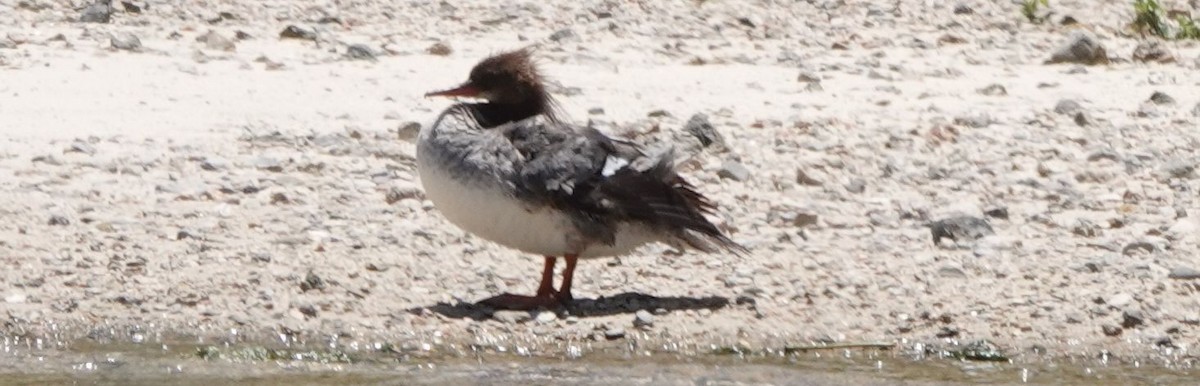 Common Merganser - ML169561191