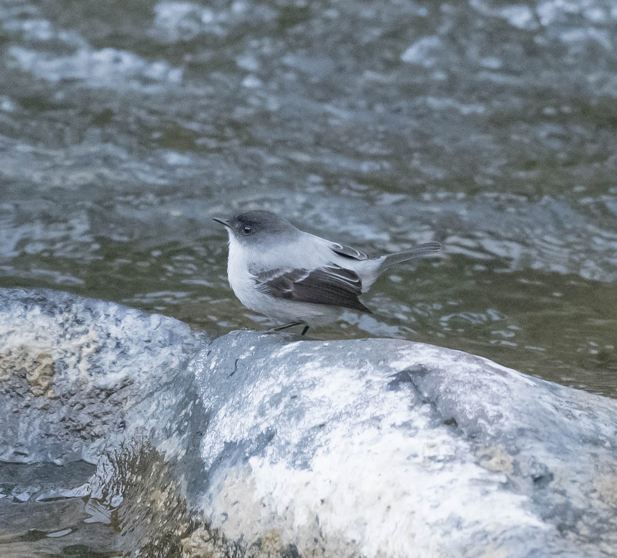 Torrent Tyrannulet - ML169562541