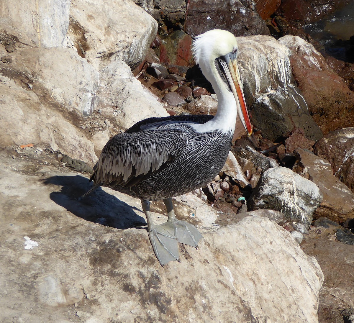 Peru Pelikanı - ML169563641